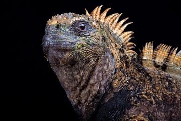 Santa Cruz marine iguana (Amblyrhynchus cristatus hassi)