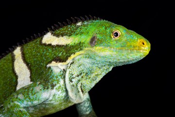Fijian crested iguana (Brachylophus vitiensis)
