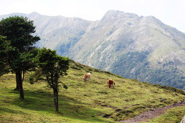 Cows in mountain terrain in Caravia, Asturias, Spain