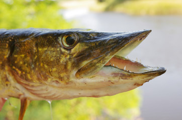 Pike head on the background of the river