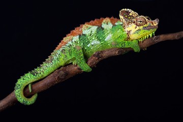 Mount Elgon chameleon (Trioceros hoehnelii altaeelgonis)