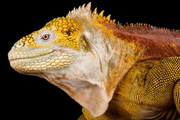 Galapagos land iguana (Conolophus subcristatus)
