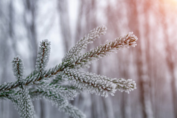 White snow on fir branch in winter park outdoor. Spruce branch with snow. Closeup, selective focus, toned