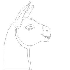 lama head, vector illustration, lining draw,