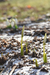 First snowdrops growth in spring . Concept of spring and new life