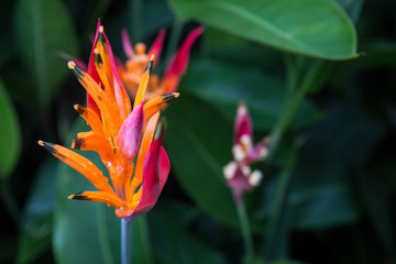 Fototapeta na wymiar Colorful Colombian Flowers
