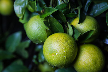 Wet Limes on a Tree
