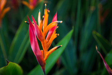 Obraz premium Colorful Colombian Flowers