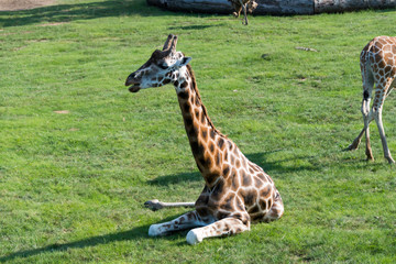 Obraz premium Zoo Veszprém in Hungary and Budapest