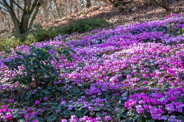 Naklejka premium Cyclamen coum Vorfrühlingsalpenveilchen