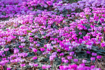 Naklejka premium Cyclamen coum Vorfrühlingsalpenveilchen