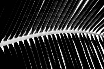 palms leaf on white background