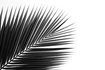 palm leaf pattern background - black and white