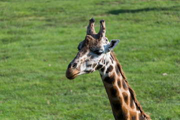 Zoo Veszprém in Hungary and Budapest