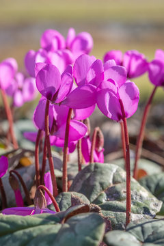 Cyclamen coum Vorfr&uuml;hlingsalpenveilchen