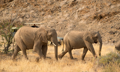 wildlife watching, Torra conservancy, Kunene Region, Namibia