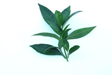 Green Herbs  Phlogacanthus pulcherrimus isolated on white background.