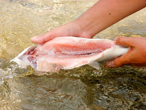 Hands Washing eviscerated lake trout in crystal clear water