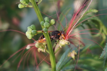 honey bees on flower buds