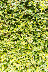 壁面緑化　エコロジーイメージ