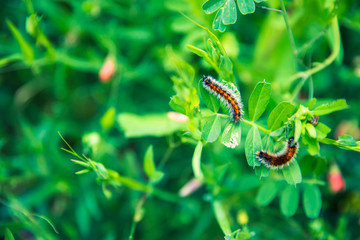 worms on the leaves