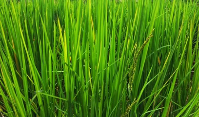 Fresh green rice field with paddy on leaves in the summer.