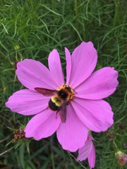 Pink cosmos flowers blooming in the garden in rainy season with bee swarming