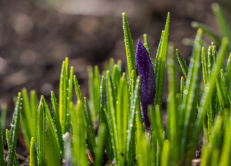 aufgehende Krokus im Garten