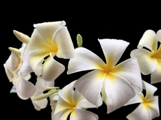 Fresh white frangipani cluster is blooming.  White flower isolated on black background