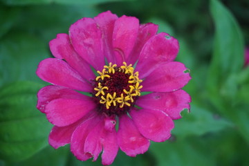 pink crowned flowers