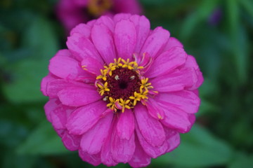 Obraz premium pink crowned flowers