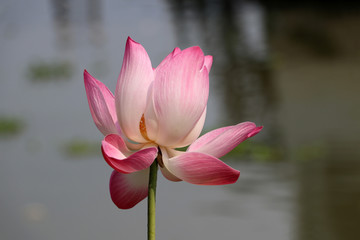 Lotus blossom with blur background.