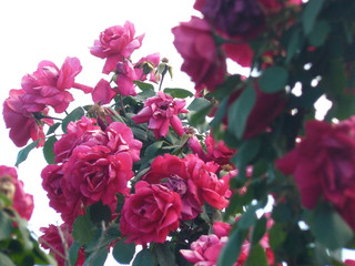 Rosas