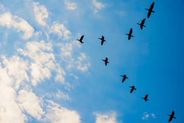 a flock of birds