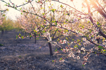 flowering almond