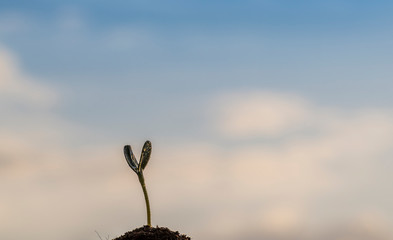 Growing new green sprout of sunflower, background of morning cloudscape, start or beginning concept