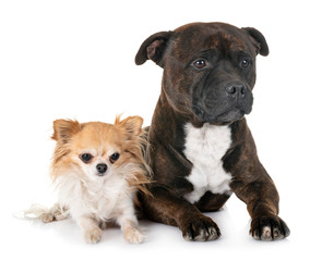 staffordshire bull terrier and chihuahua