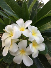 A plumeria flowers bouquet. It's a most famous tropical flower.