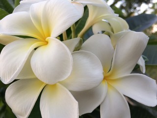 A plumeria flowers bouquet. It's a most famous tropical flower.