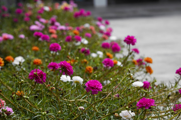 Portulaca flower in the garden.