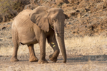 Fototapeta na wymiar Elephants, Torra conservancy, Kunene Region, Namibia