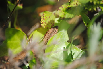 Lézard caché