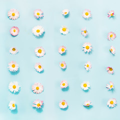 Creative pattern of white daisy flower on blue. Spring and summer concept.