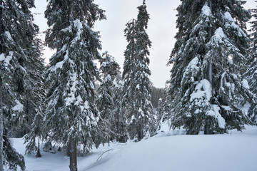 Snowy empty forest in winterday