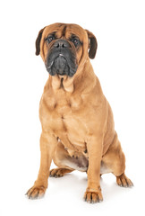 bullmastiff in studio
