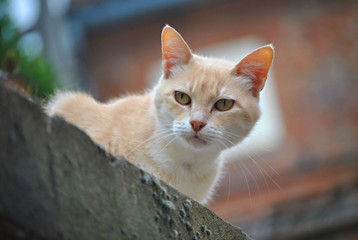 Chats