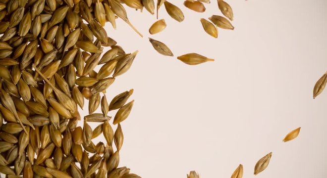 Hand removing Wheat grain for Copyspace for text or logo Background abstract bottom view Slow motion video