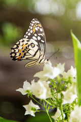 Small butterfly with flower in garden 