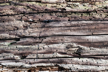 Borer woodworm holes in log of wood