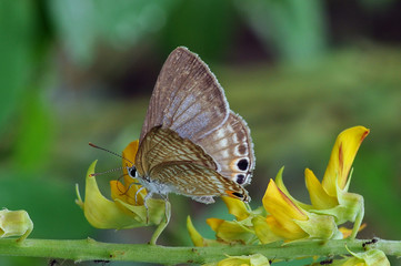 butterflies, butterfly, beautiful butterfly, butterflies perch on flowers,